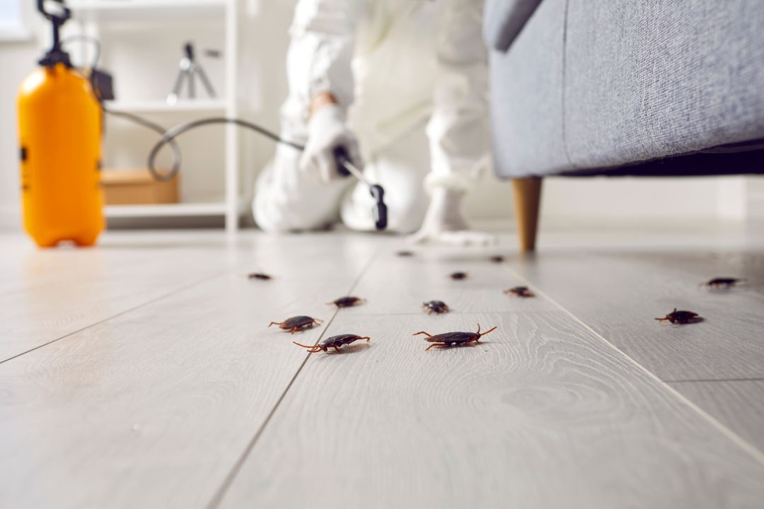 Pest Control Stirling Pest Control Stirling