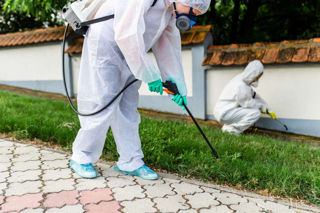 Pest Control Stirling Pest Control Stirling