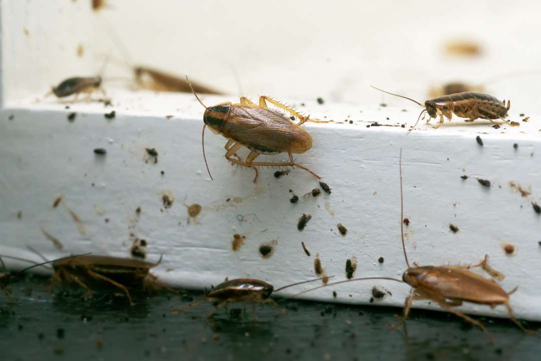Pest Control Stirling Pest Control Stirling