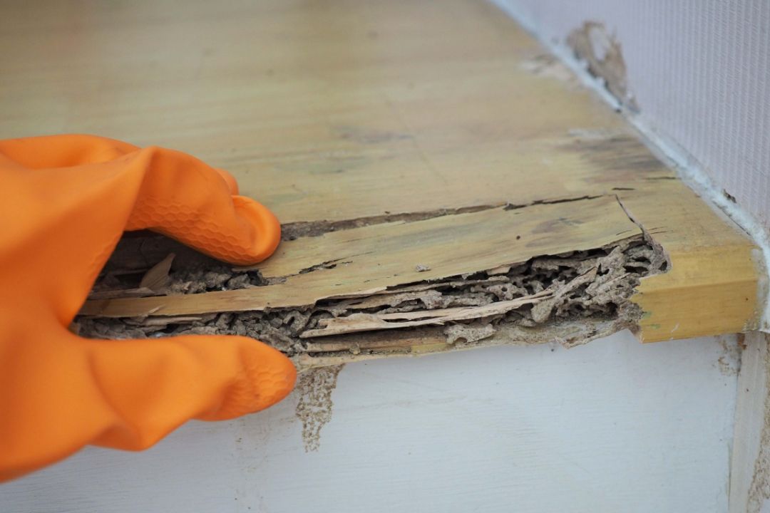 Termite Inspection Perth Termite Inspection Perth